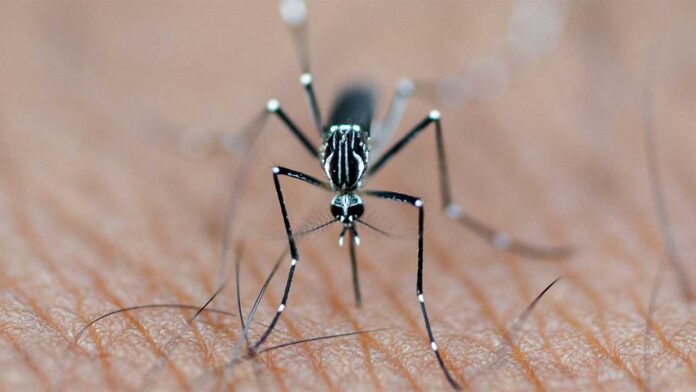Mosquito Repellent Tips: घर में मच्छरों ने कर दिया है जीना मुश्किल? अपनाएं ये 4 आसान उपाय, पास आने से पहले 100 बार सोचेंगे!